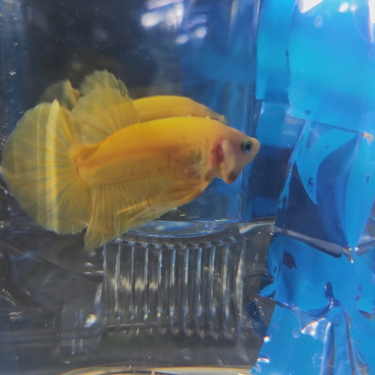 SUPER GOLD HMPK (M) 250931