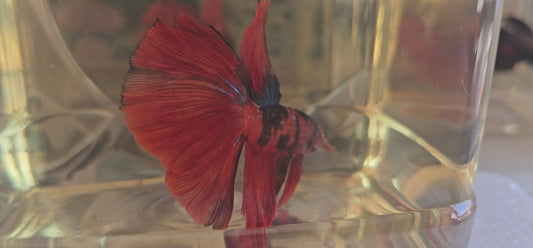 Red candy Halfmoon (L OHM)250703