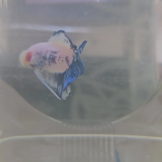 WHITE BLUE DTPK/蓝白青花双尾将军251088