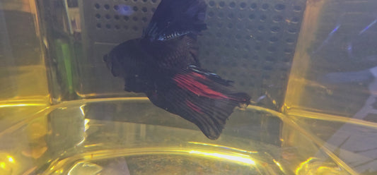 BLACK RED AVATAR HALFMOON (OHM) 0655