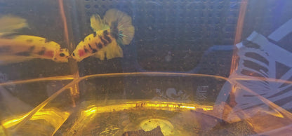 YELLOW CANDY (APE) 0528