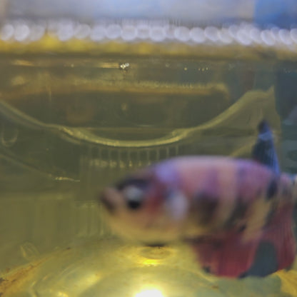 FULL COLOR KOI CANDY(BREEDING GRADE)/满色锦鲤糖果种母251180
