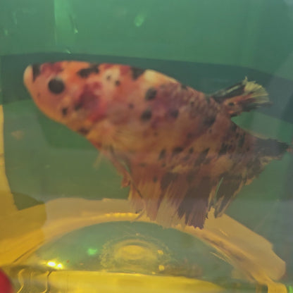 CANDY GIANT 7+/8CM 糖果巨斗将军251227