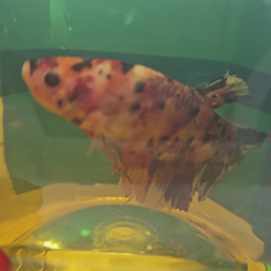 CANDY GIANT 7+/8CM 糖果巨斗将军251227