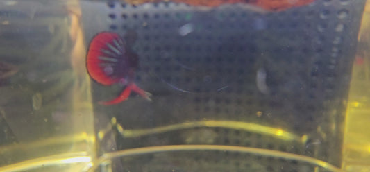 WILD BETTA SIAMORIENTALIS 0624