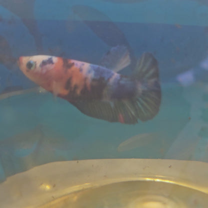 FULL COLOR KOI CANDY (BREEDING GRADE）/满色锦鲤糖果种母251169