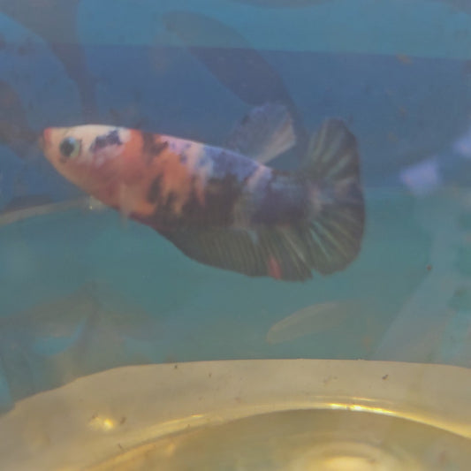 FULL COLOR KOI CANDY (BREEDING GRADE）/满色锦鲤糖果种母251169