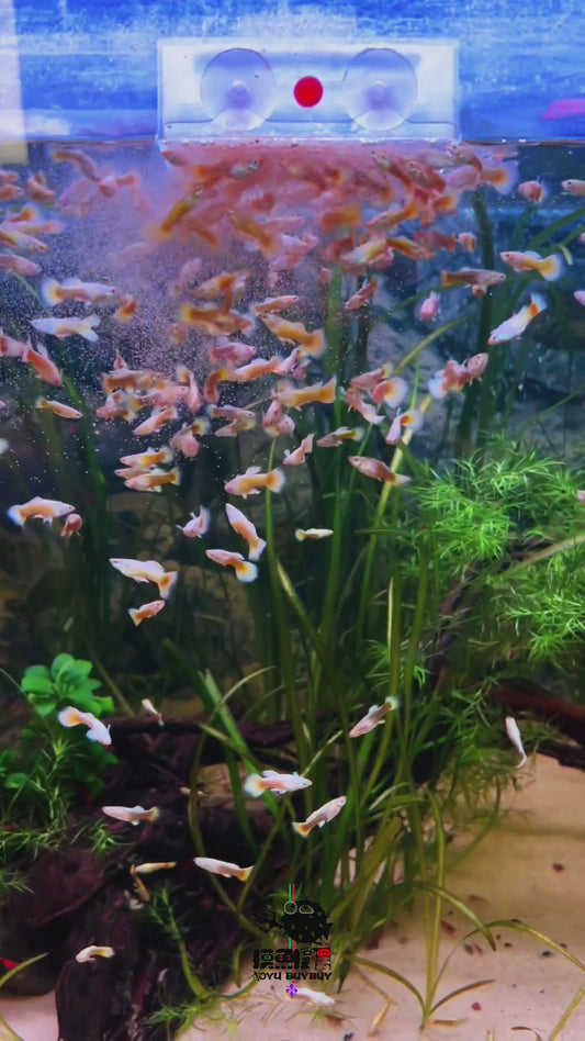GOLD GUPPY (UNA COPPIA)/黄金孔雀鱼一对