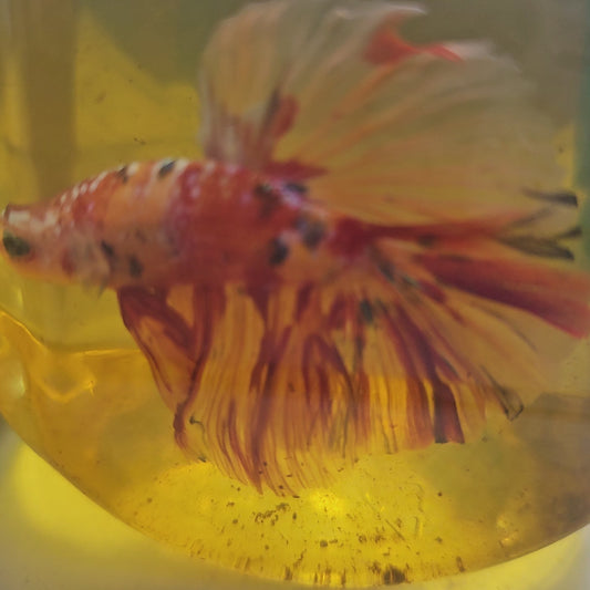 CANDY GALAXY HALFMOON/星河糖果半月251271