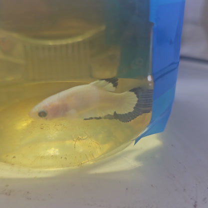 BLUE RIM(BREEDING GRADE)/净身青花种母251107