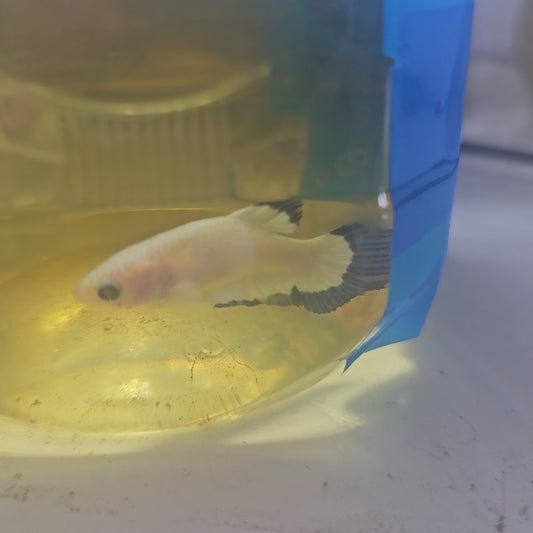 BLUE RIM(BREEDING GRADE)/净身青花种母251107