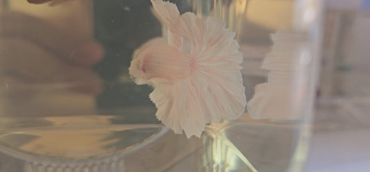 Halfmoon Apache bianco-rosato 250706