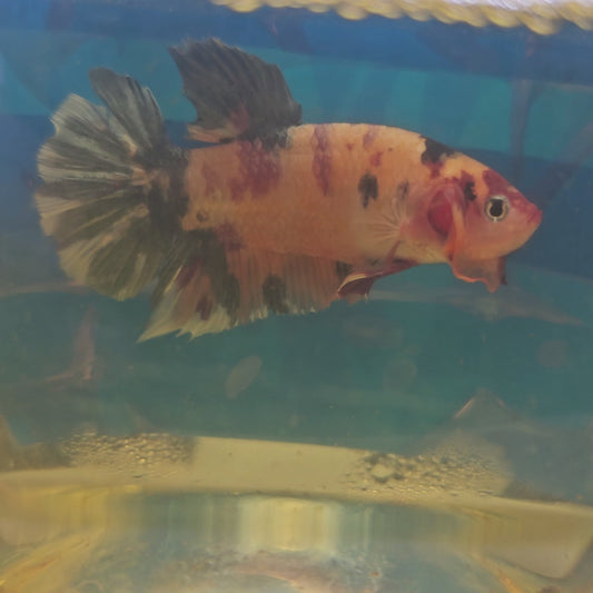 CANDY GIANT 7+/8CM 糖果巨斗将军251234