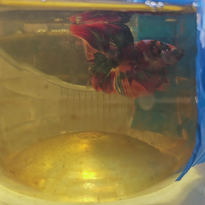 CANDY GALAXY HALFMOON/红星河半月251257