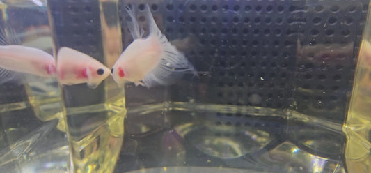 KOI TRASPARENTE 0525