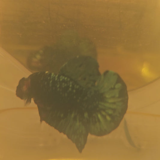 AVATAR COPPER PK/金属暗黑碎星251070