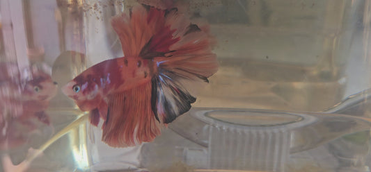 Candy Halfmoon arancione rosso(OHM)250732