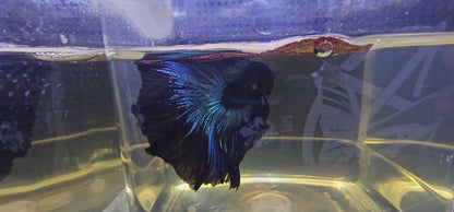 AVATAR GALAXY HALFMOON (OHM)0659