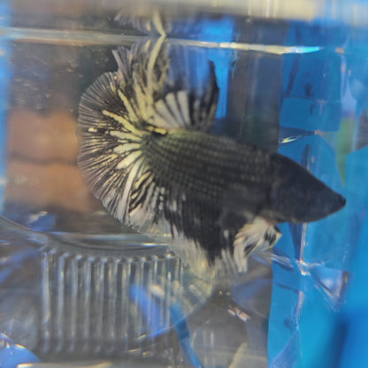 COPPER BLACK WHITE HM (M)250976