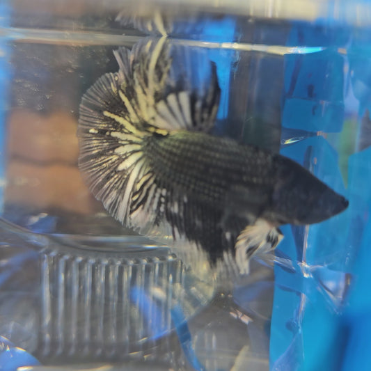 COPPER BLACK WHITE HM (M)250976