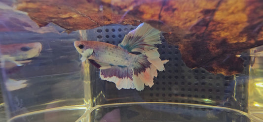 FEATHER TAIL HALFMOON (APACHE) VIOLA 0616