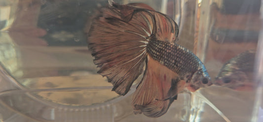 Halfmoon color bronzo antico(OHM)
