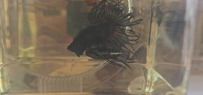 CT BLACK (L)250721