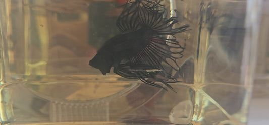 CT BLACK (L)250721
