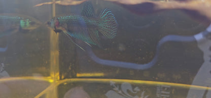 MAHACHAI WILD BETTA 08 (CODA CHITARRA)