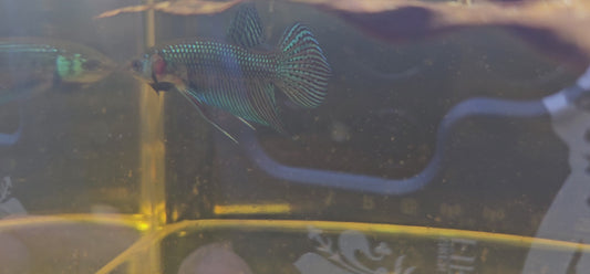 MAHACHAI WILD BETTA 08 (CODA CHITARRA)