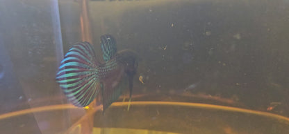 MAHACHAI WILD BETTA 03 (GUITAR TAIL)