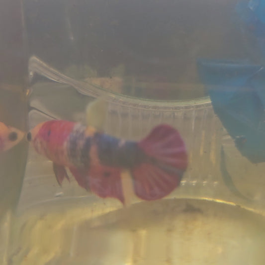 FULL COLOR NEMO CANDY (BREEDING GRADE) /种母满色尼莫糖果251137