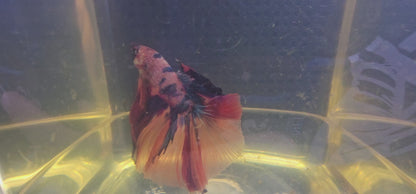 CANDY HALFMOON (OHM)0606