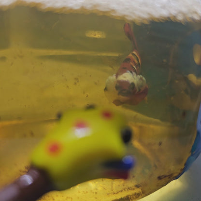 FULL COLOR NEMO CANDY HMPK/满色尼莫糖果251192