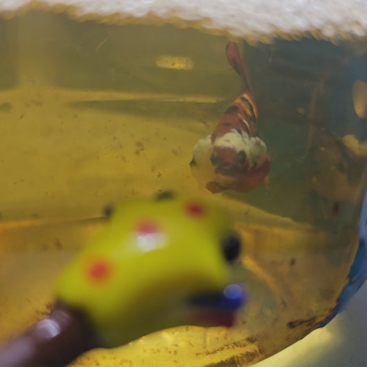 FULL COLOR NEMO CANDY HMPK/满色尼莫糖果251192