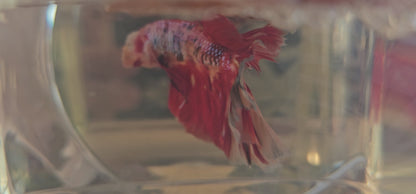 Red candy Halfmoon (OHM) 250707