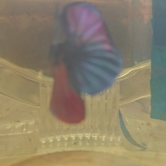 FULL COLOR KOI CANDY HMPK/满色锦鲤糖果251130