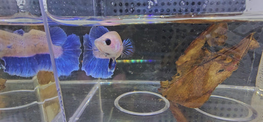 FEATHER TAIL HALFMOON FEMMINA BLUE E BIANCO 0643