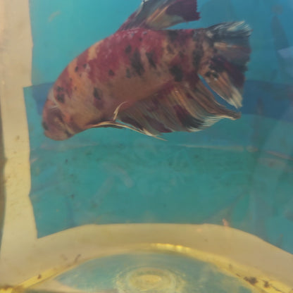 CANDY GIANT 7/8CM 糖果巨斗将军251286