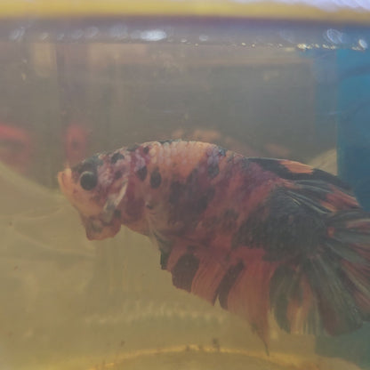 CANDY GALAXY GIANT 7/8CM 星河糖果巨斗将军251228