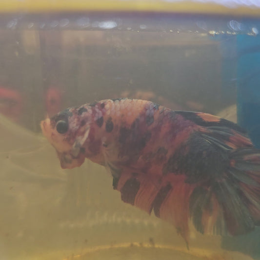 CANDY GALAXY GIANT 7/8CM 星河糖果巨斗将军251228