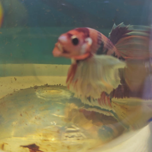 DUMBO CANDY PK L(TAIL IS DAMAGED BUT RECOVERABLE)/漫画大耳，尾巴破损可恢复251184