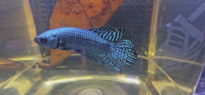 WILD BETTA ALIEN  CODA CHITARRA, BLUE 0628