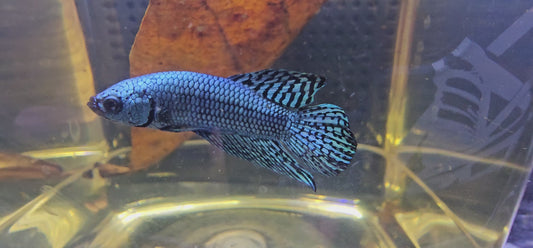 WILD BETTA ALIEN  CODA CHITARRA, BLUE 0628