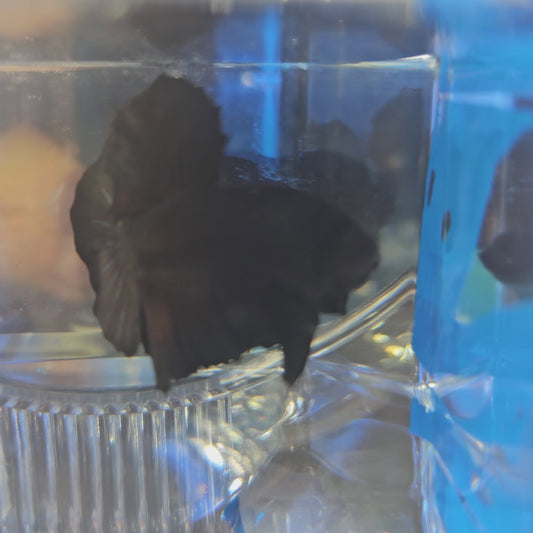 SUPER BLACK HMPK 250909