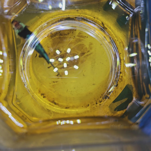 FULL COLOR YELLOW CANDY (BREEDING GRADE)/种母满色黄糖果251164