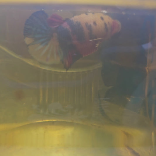 FULL COLOR NEMO CANDY FEMMINA （BREEDING GRADE

）/种母级彩虹糖果251167