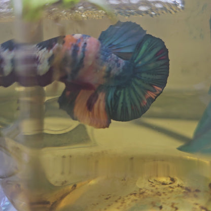 FULL COLO GALAXY CANDY HMPK/满色星河糖果251148