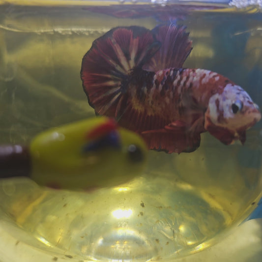 RED GALAXY CANDY HMPK/红星河糖果251198