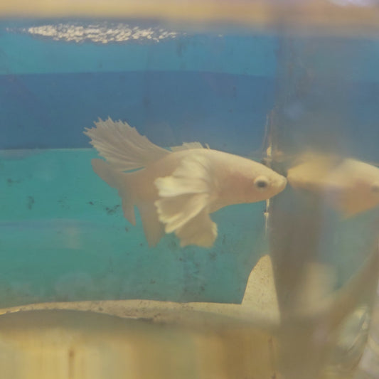 PURE WHITE DUMBO PK/纯白大耳将军251194